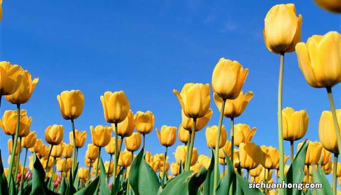 郁金香如何繁殖种球 郁金香如何繁殖