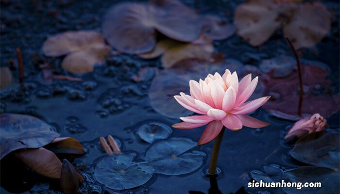 水养碗莲怎样种植 水养碗莲养怎么用水