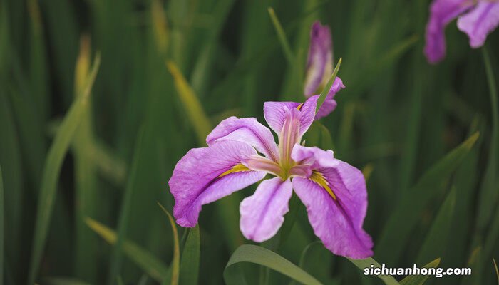 中药杀菌最强的草药 具有很强的杀菌的植物