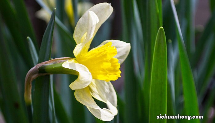 月季花能在客厅养吗风水好吗 月季花能在客厅养吗