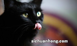 白天睡觉梦见黑猫什么意思 梦见黑猫什么意思