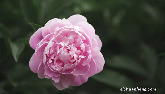 牡丹与芍药的关系是什么 牡丹与芍药的关系