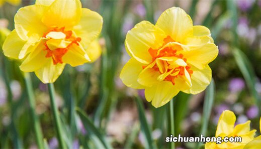夏水仙开花季节是几月份 夏水仙开花季节