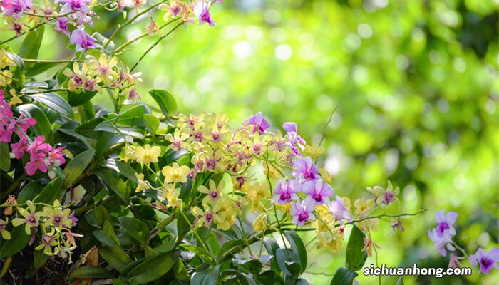 跳舞兰的养殖方法和注意事项视频 跳舞兰的养殖方法和注意事项