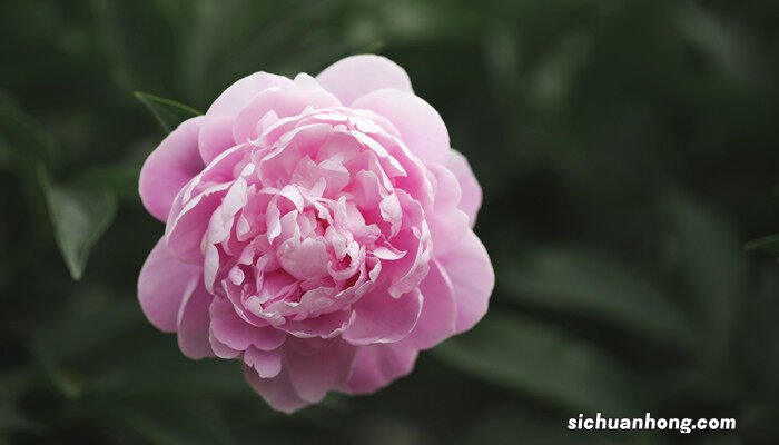 芍药根块春季种植方法视频 芍药根块春季种植方法