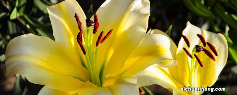 水仙百合的花语和寓意 水仙百合的花语