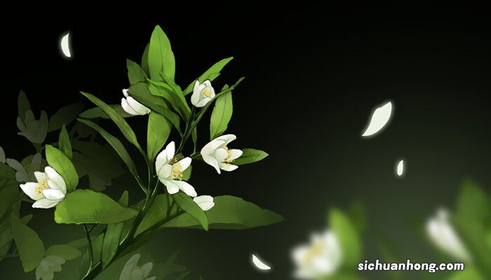 鲜花的10种保鲜方法 鲜花保鲜的方法