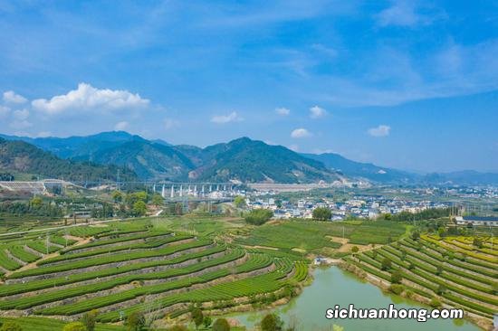 浙江丽水出什么茶叶