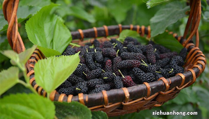 长果桑葚树的种植方法 桑葚树的种植方法
