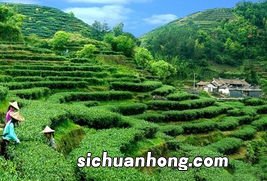 武夷山四大名枞是什么