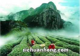 武夷山四大名枞是什么