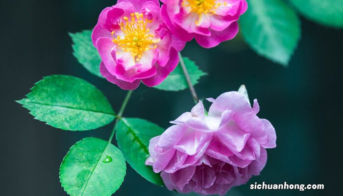 甜蜜红木香如何养殖视频 甜蜜红木香如何养殖