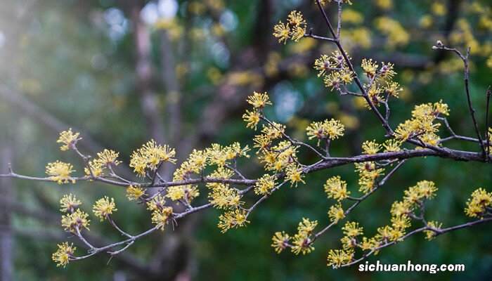 山茱萸开不开花图片 山茱萸开不开花