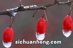 剩啤酒的妙用有哪些?啤酒没喝完有哪些用途?