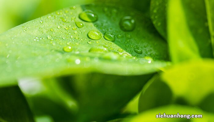 10种超简单水培植物图片 10种超简单水培植物