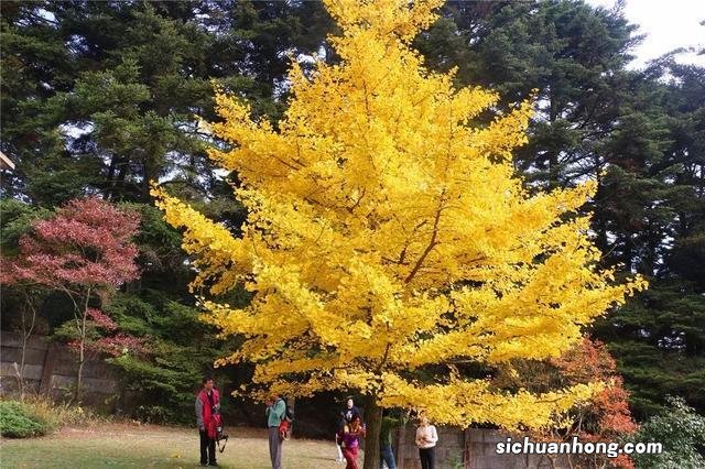 庐山枫叶红了！最美秋景渐入佳境！一入镜便是大片