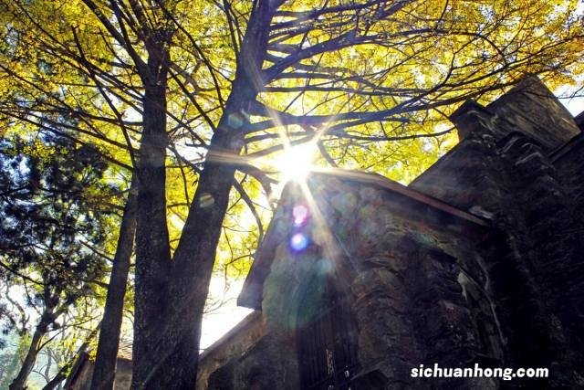 庐山枫叶红了！最美秋景渐入佳境！一入镜便是大片