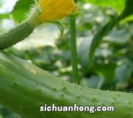 黄瓜没有瓜妞怎么样