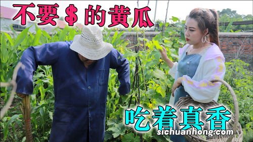 黄瓜没有瓜妞怎么样