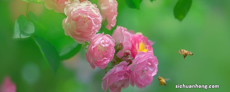 蔷薇花语和象征意义一样吗 蔷薇花语和象征意义