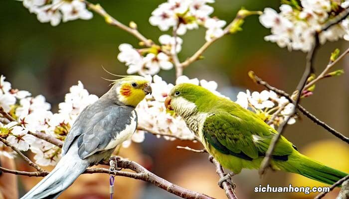 日本晚樱和东京樱花的区别哪个是双重花瓣 日本晚樱和东京樱花的区别