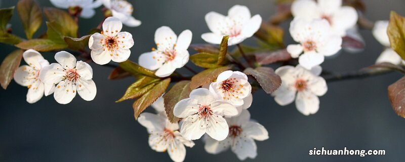 日本晚樱和东京樱花的区别哪个是双重花瓣 日本晚樱和东京樱花的区别