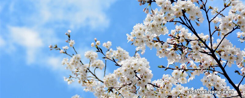 木香花的花语和寓意 木香花的花语