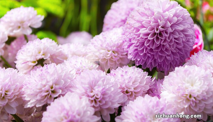 乒乓菊开过怎么处理才能开花 乒乓菊开过怎么处理