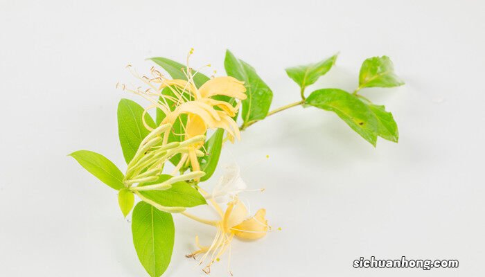 山银花和金银花的区别功效 山银花和金银花的区别