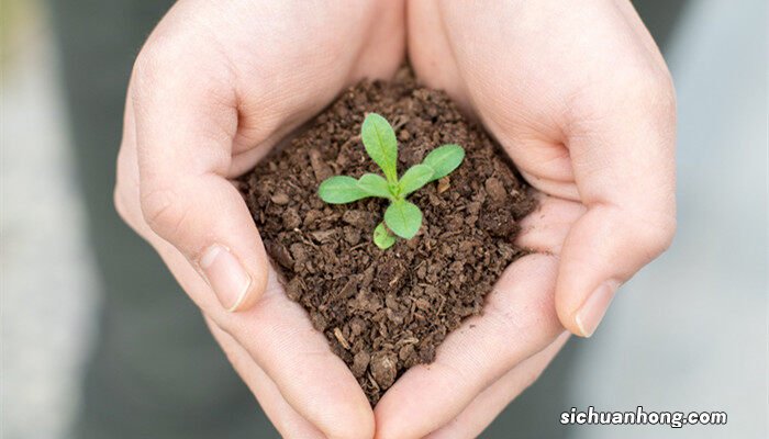 植物的根有哪几种类型 植物的根分哪几类