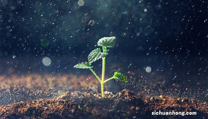 植物的根有哪几种类型 植物的根分哪几类