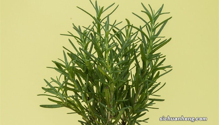 香草冰淇淋 香草是什么植物