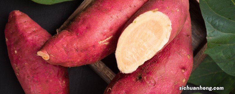 西瓜红红薯的生长特性是什么 西瓜红红薯的生长特性