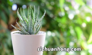 在家里种植芦荟可以吗，家里能种植芦荟吗