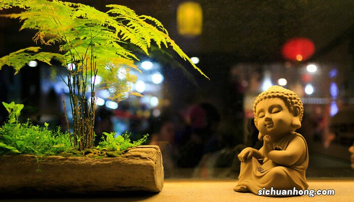 怎样养文竹才能翠绿 怎样养文竹