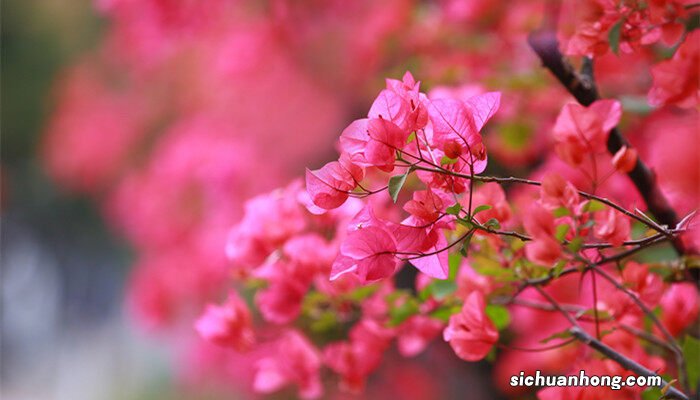 三角梅一年开几次花什么时候开花 三角梅一年开几次花