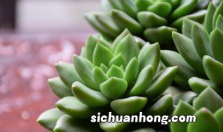 多肉在家里种植可以吗 多肉植物可以在家养吗