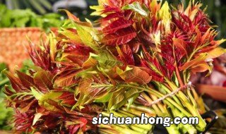 香椿大棚种植方法 香椿大棚种植方法视频