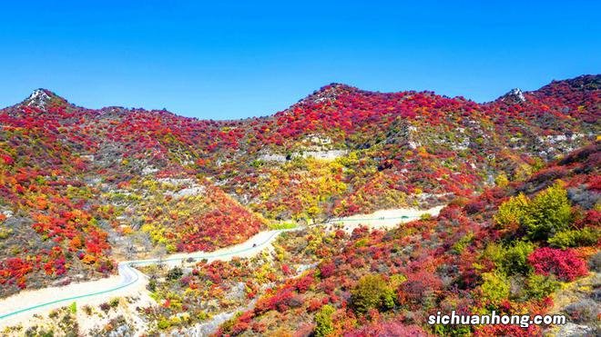 层林尽染秋韵浓 太行红叶遍山岗