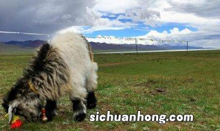 西藏自驾游路线攻略 西藏自驾游路线攻略参考