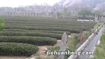 崂山茶为什么涩