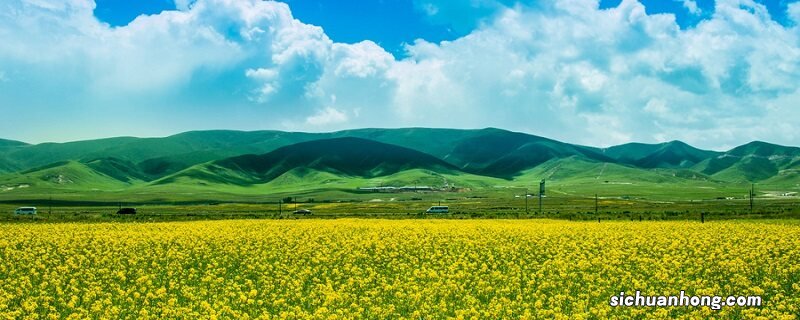 油菜花的花语及传说故事 油菜花的花语及传说