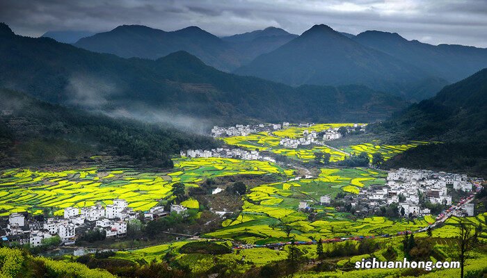 油菜花的花语及传说故事 油菜花的花语及传说