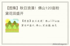 【图集】秋日浪漫！佛山120亩粉黛花田盛开