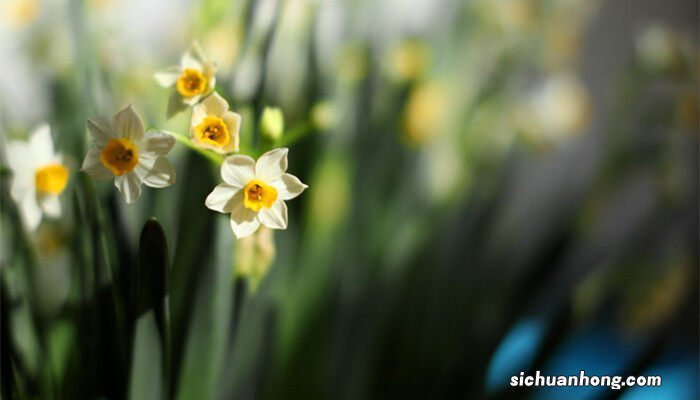 水仙花不开花怎么办,教你一招,坐等花开爆盆 水仙花不开花怎么办