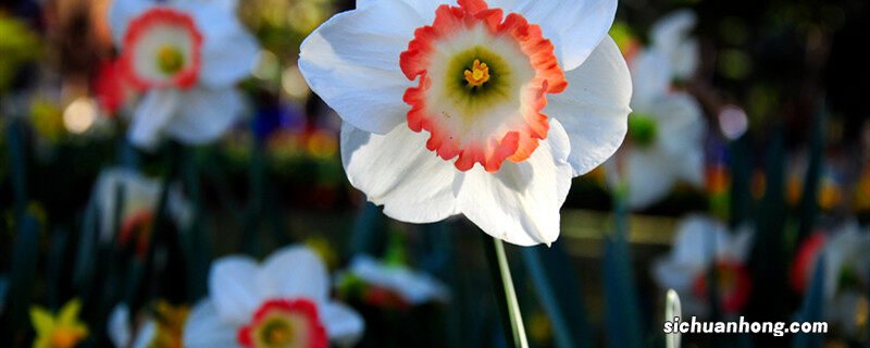 水仙花不开花怎么办,教你一招,坐等花开爆盆 水仙花不开花怎么办