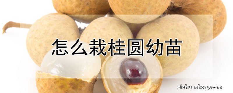 怎么栽桂圆幼苗