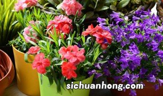 插花怎么养才能更旺盛 买花怎么养才能旺盛