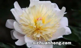 白芍怎么养才能更旺盛,白芍生长期