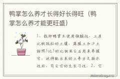 鸭掌怎么养才能更旺盛 鸭掌怎么养才长得好长得旺